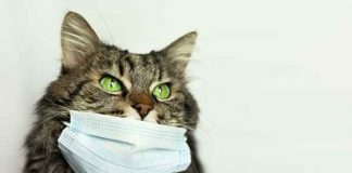 Что нужно знать о своих кошках и коронавирусе