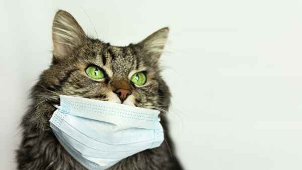 Что нужно знать о своих кошках и коронавирусе